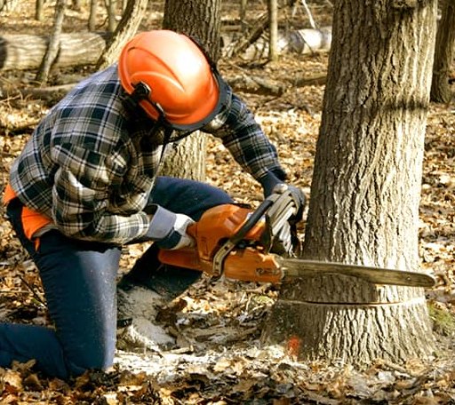 Tree Removal in Hoschton, GA